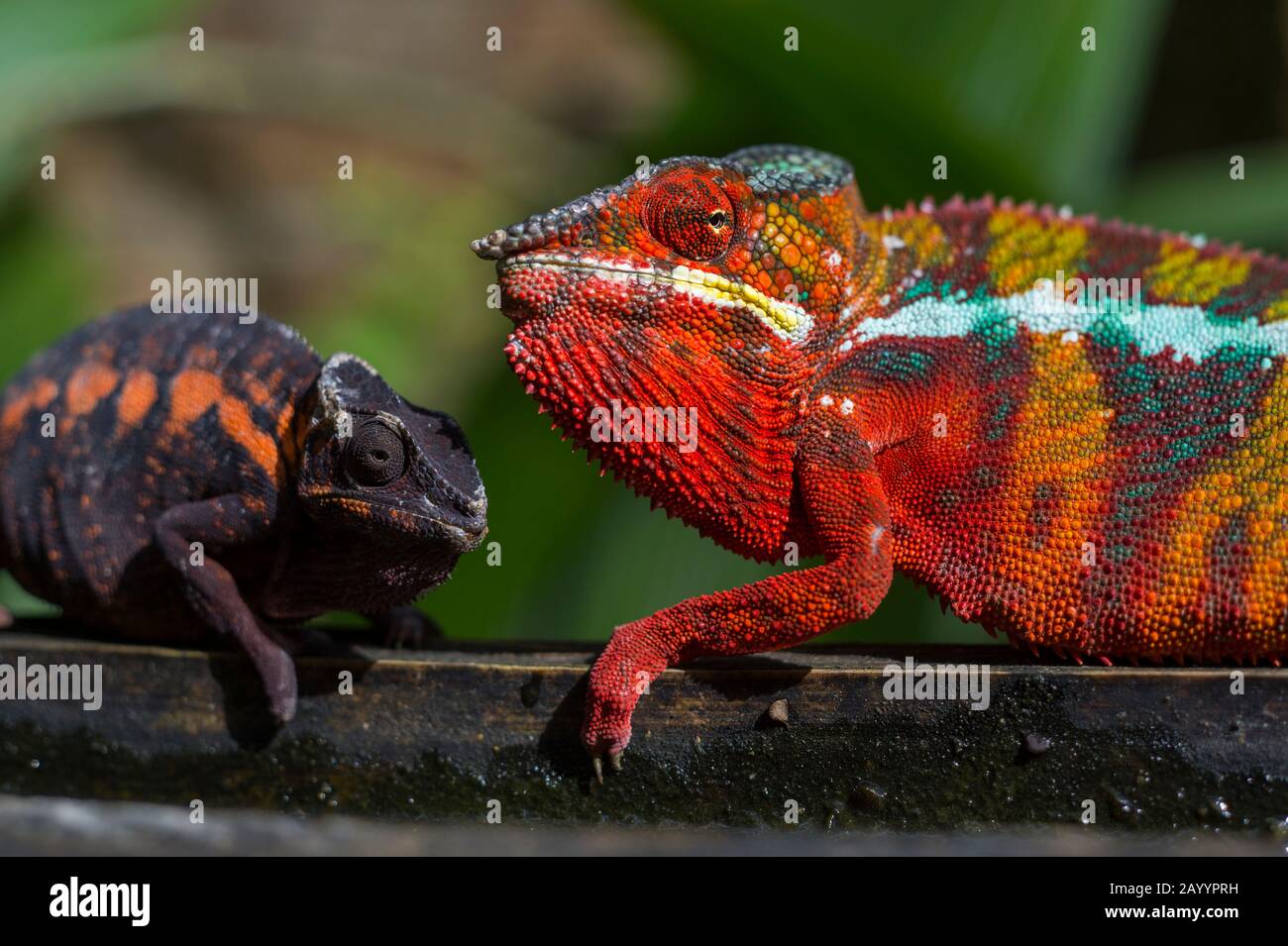 Female And Colorful Male Panther Chameleon Furcifer Pardalis At Female And Colorful Male Panther Chameleon Furcifer Pardalis At