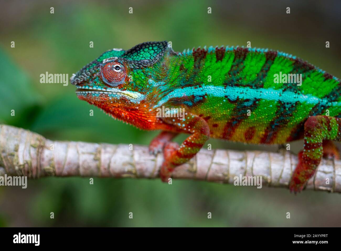 Close-up of male Panther chameleon (Furcifer pardalis) at Mandraka Reserve near Moramanga, Madagascar. Stock Photo