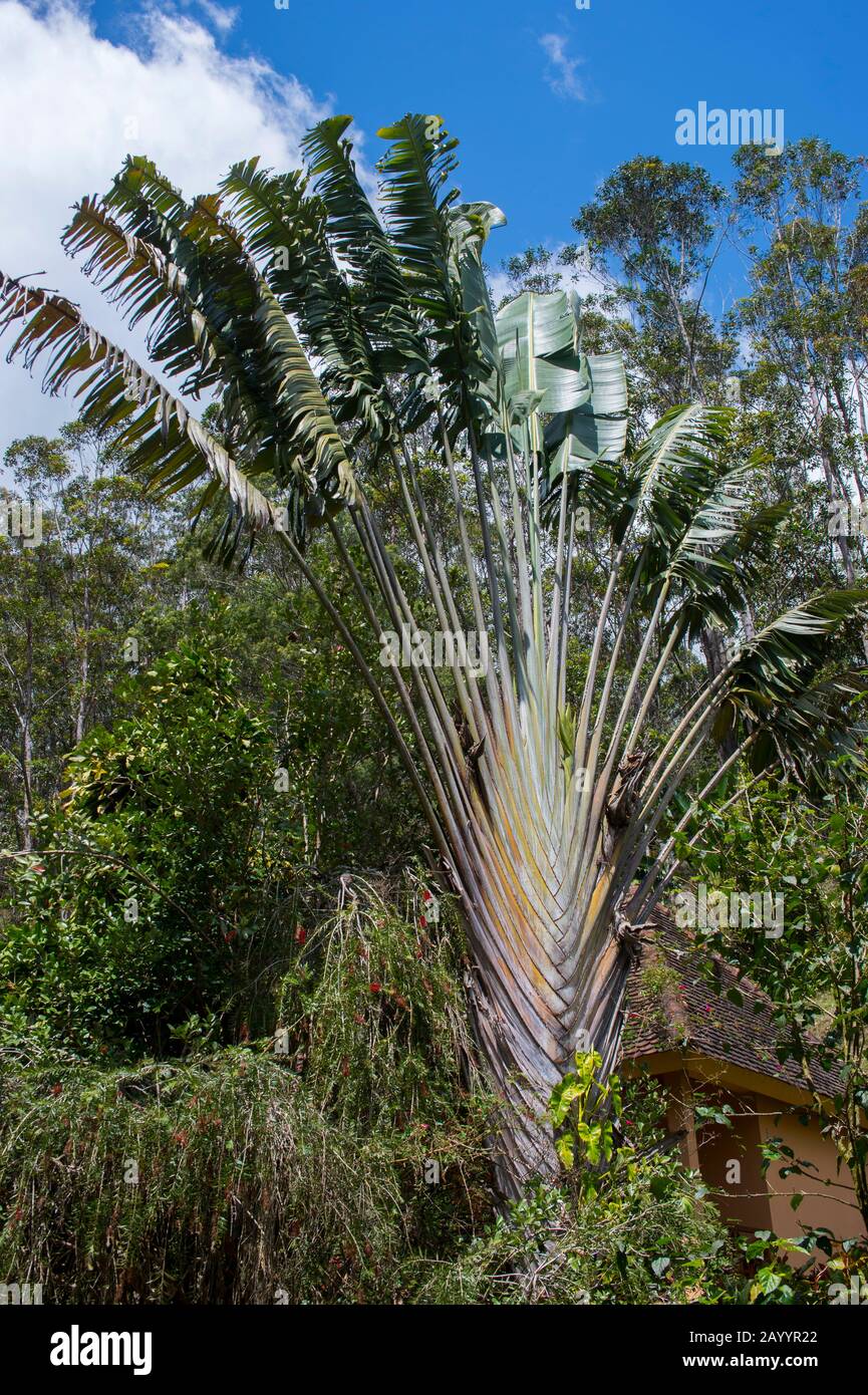 Ravenala madagascariensis hi-res stock photography and images - Alamy