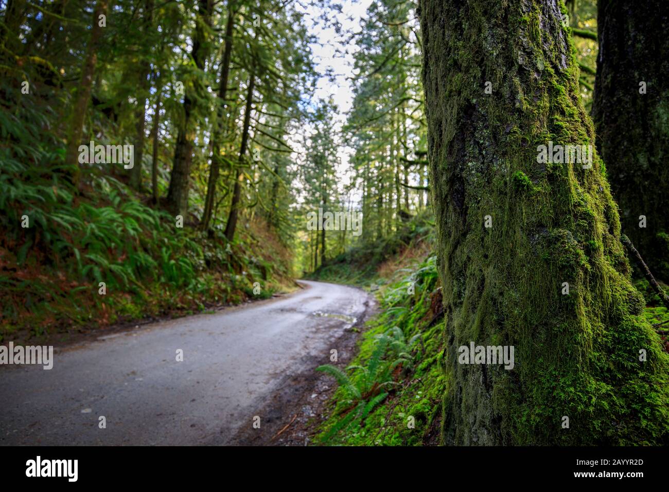 Winding road through old growth forest Stock Photo