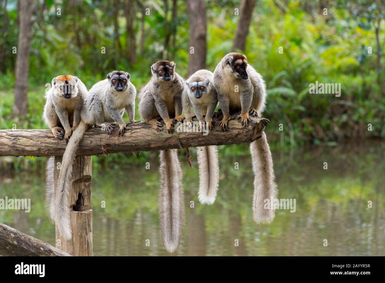 Red-fronted brown lemurs (Eulemur rufifrons) sitting on log, Lemur Island near Perinet Reserve, Madagascar. Stock Photo