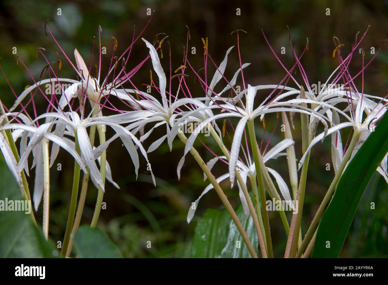 Spider Lily flowers with water drops (Amaryllidaceae family) at Perinet Reserve, Madagascar. Stock Photo