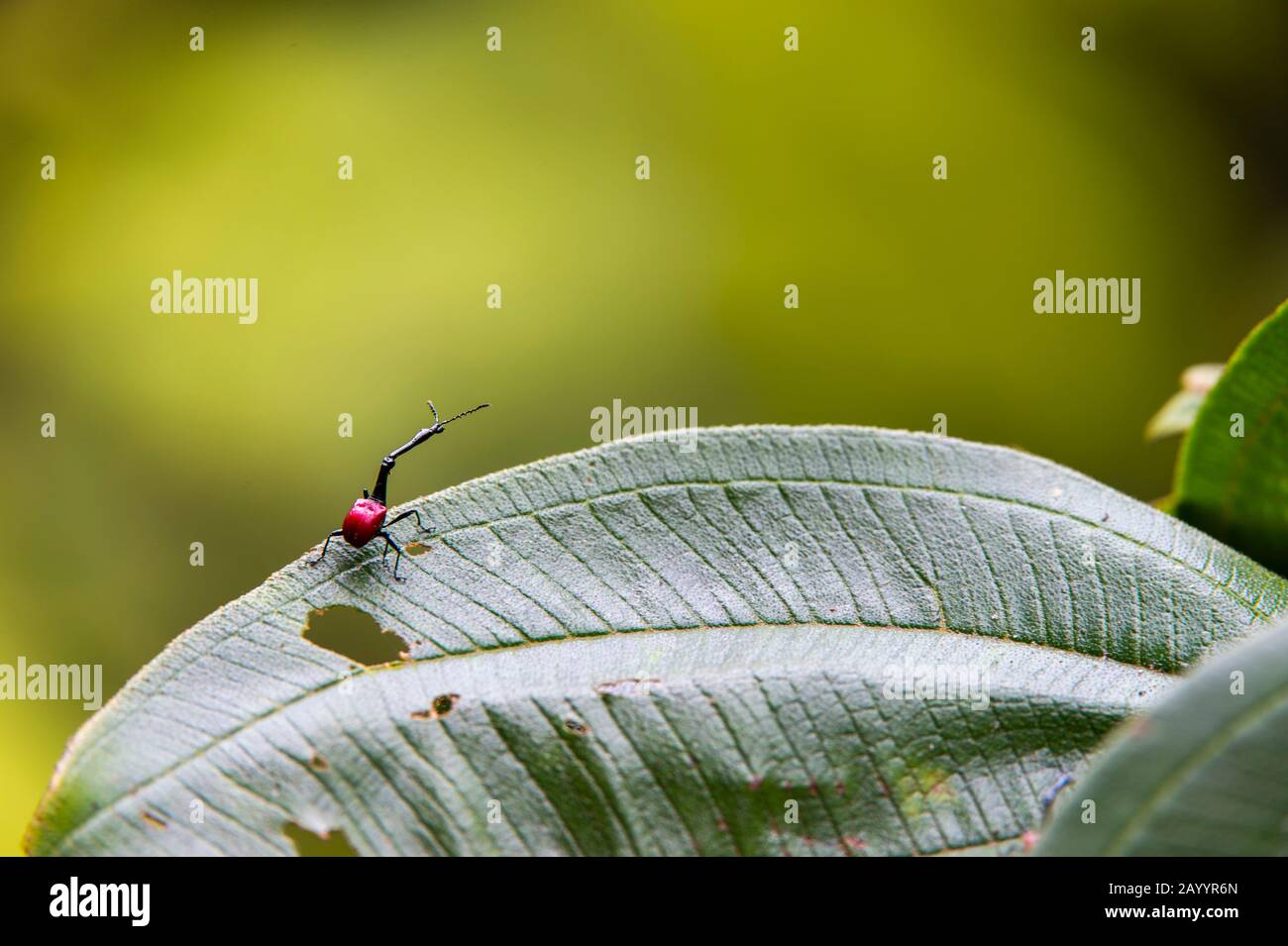 The giraffe weevil (Trachelophorus giraffa) is a weevil endemic to ...