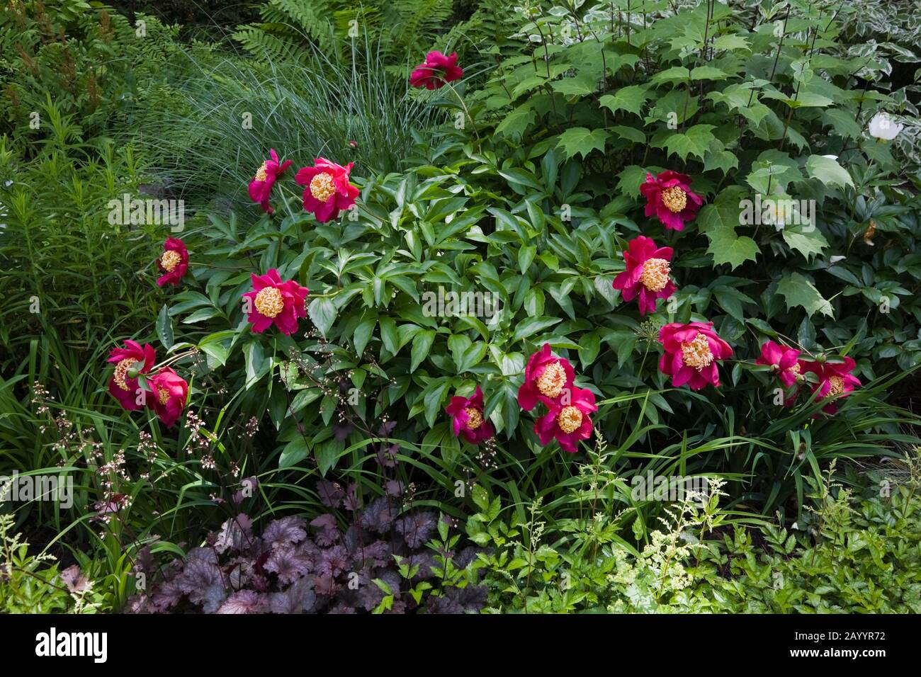Heuchera Coral Flower Plants Japanese Paeonia Peonies In Border In Landscaped Backyard Garden In Late Spring Stock Photo Alamy