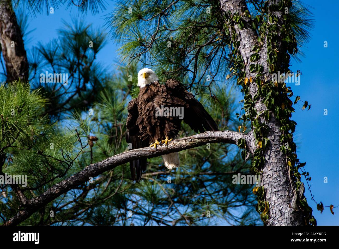 Eagle with feathers all ruffled up Stock Photo