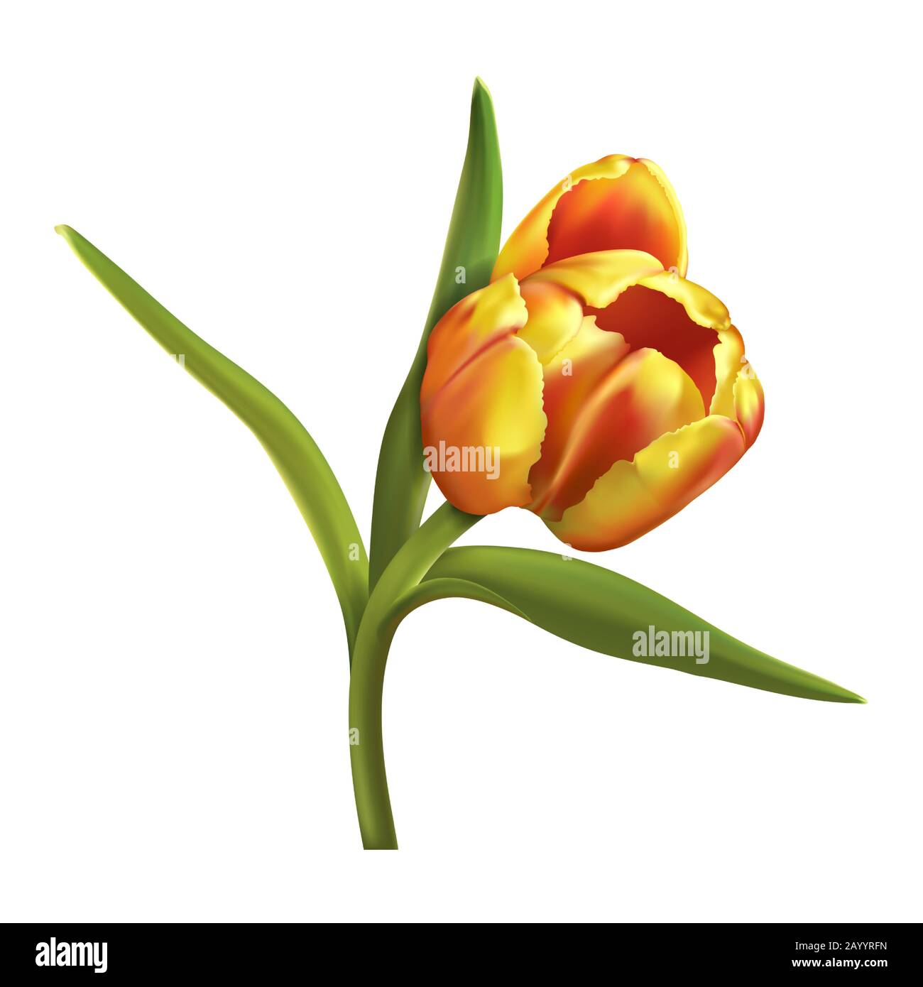 One colorful tulip isolated on white background Stock Vector Image ...
