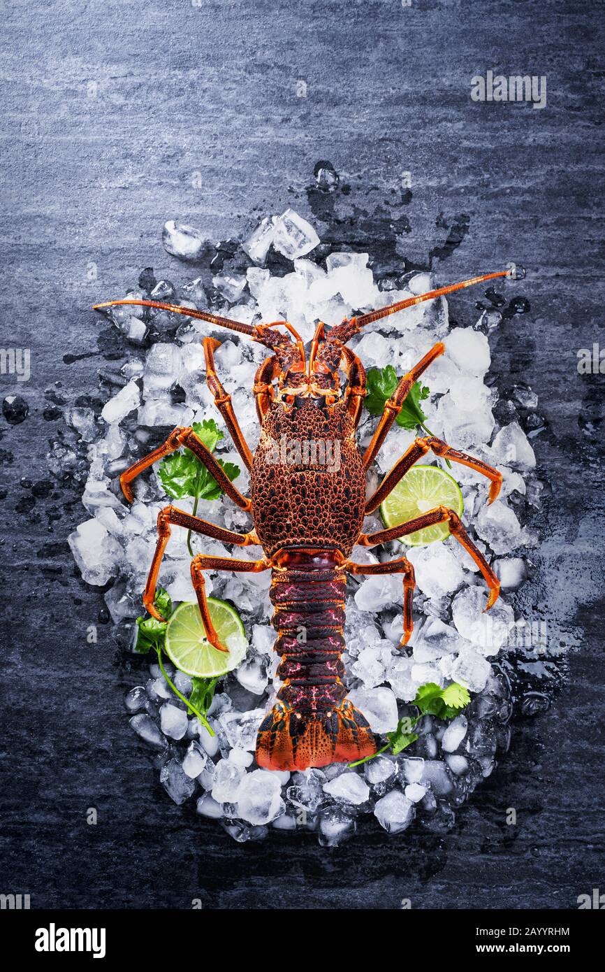 Raw fresh Cape rock lobster, West Coast rock lobster, Jasus lalandii on a dark slate background