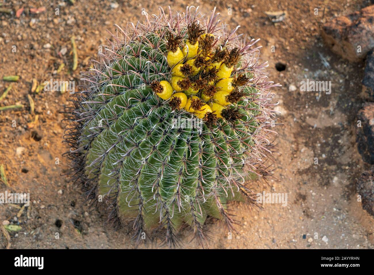 Dried up cactus hires stock photography and images Alamy