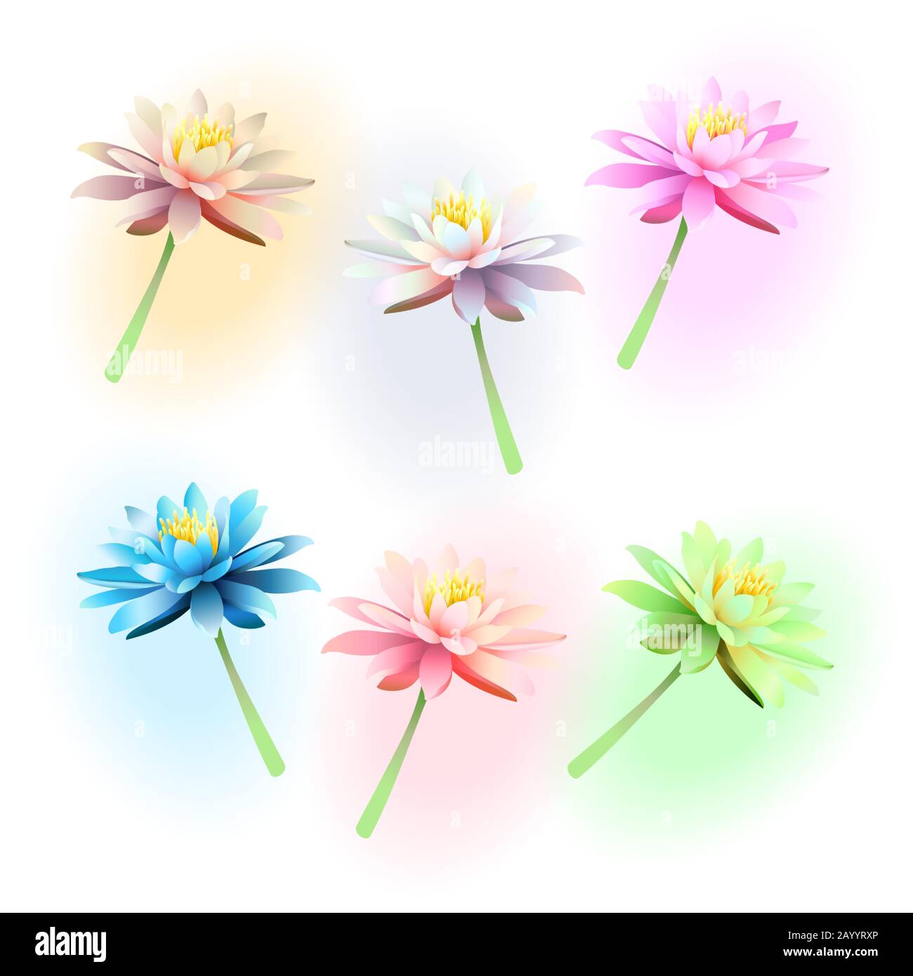 Lotus flowers on white background Stock Vector Image & Art - Alamy