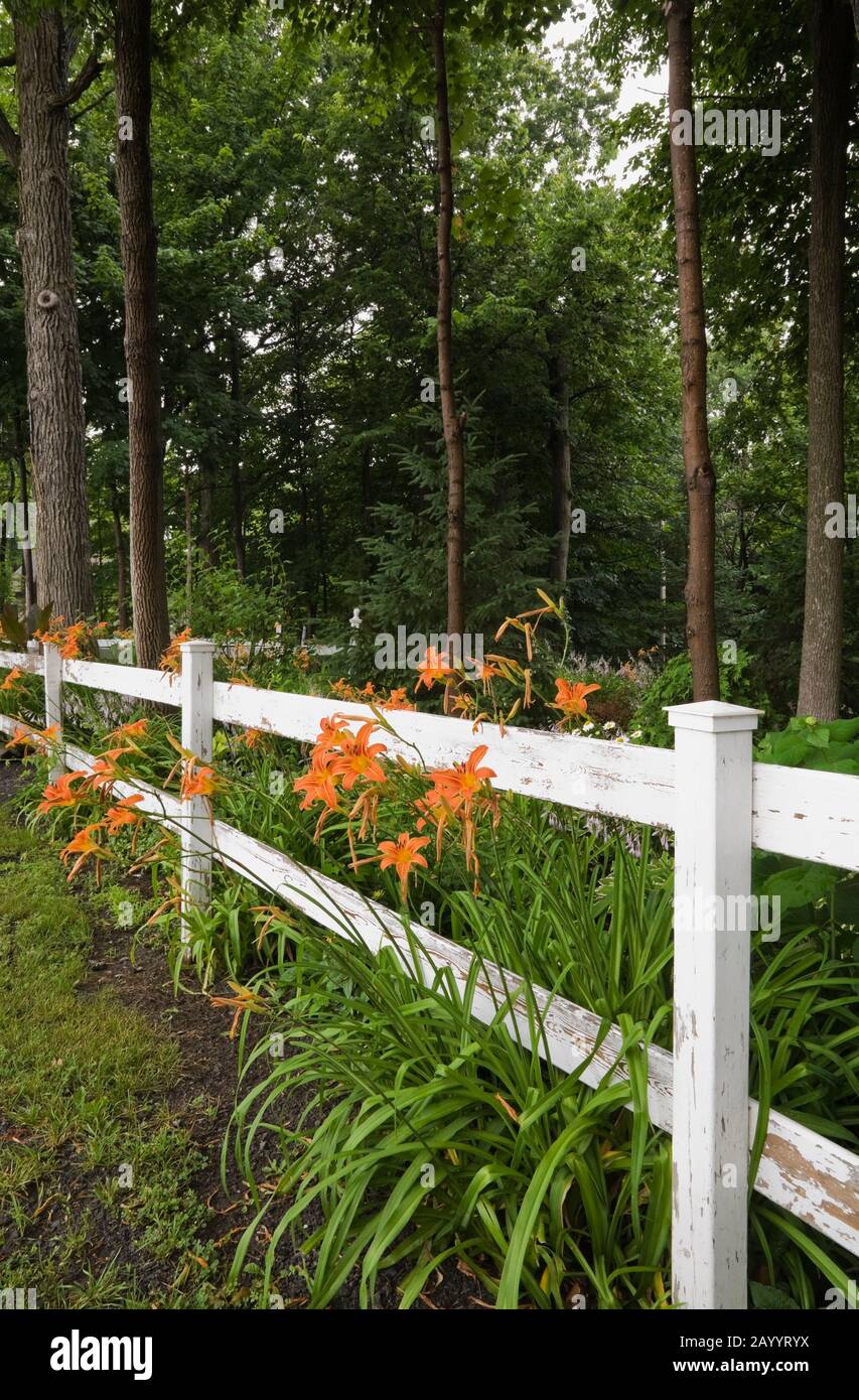 White painted wooden ranch style fence and orange Hemerocallis - Daylily flowers in front yard garden in summer. Stock Photo