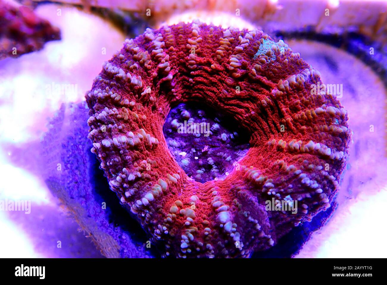 Scolymia Large Polyp Stony coral - Scolymia wellsii Stock Photo