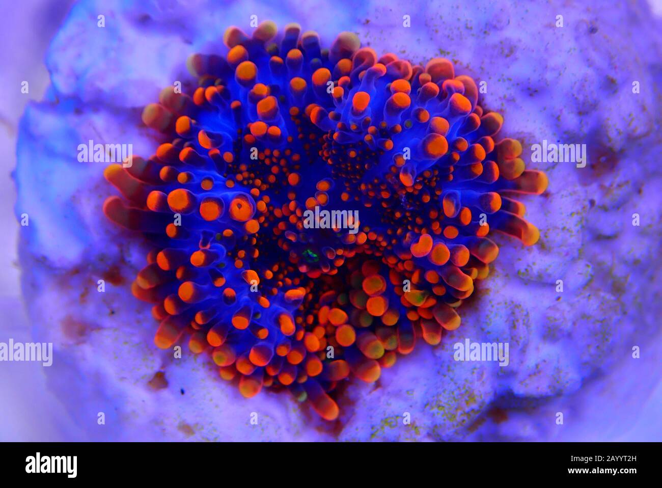 Orange tip mushroom soft coral - Ricordea yuma Stock Photo
