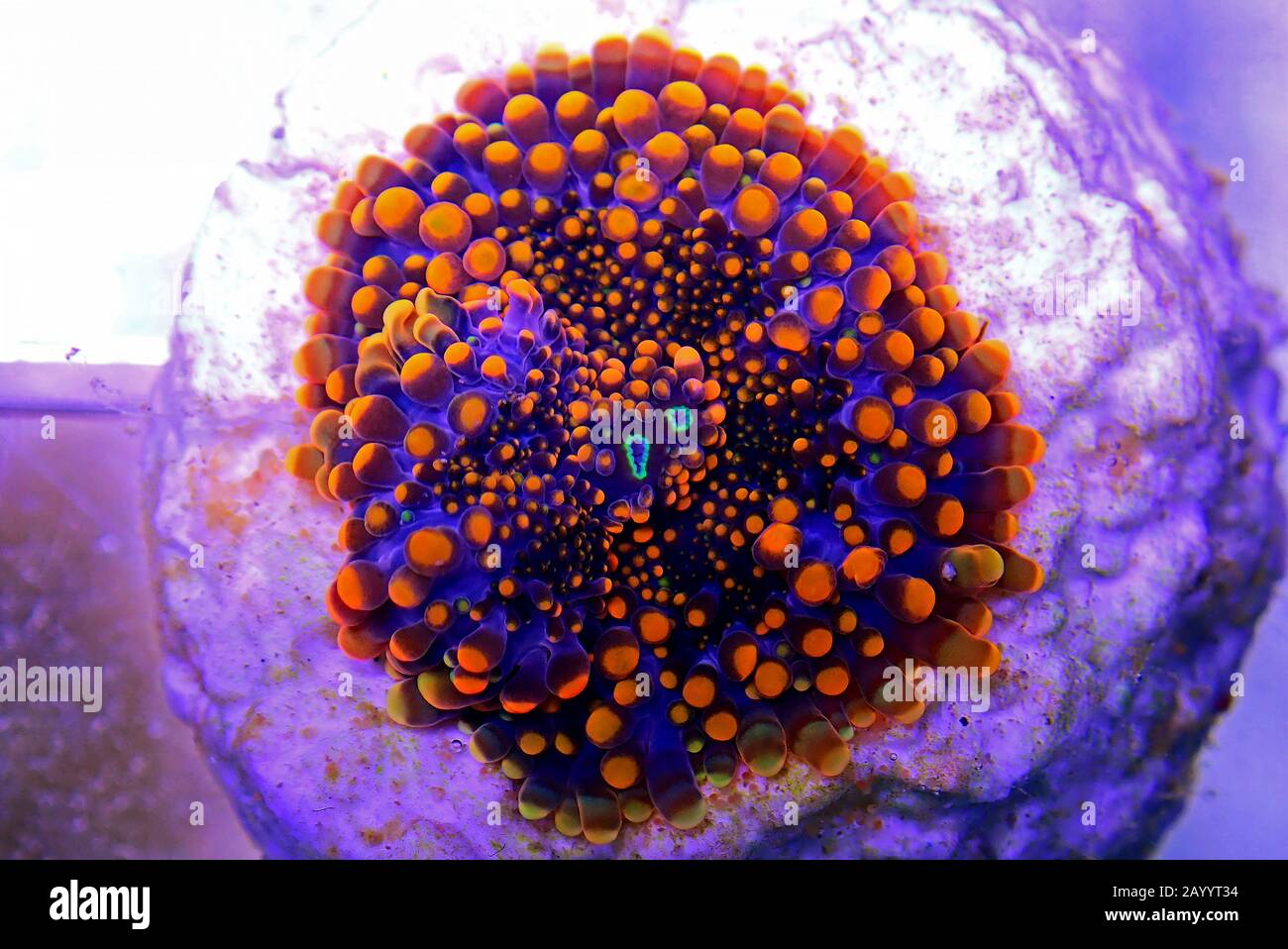 Orange tip mushroom soft coral - Ricordea yuma Stock Photo