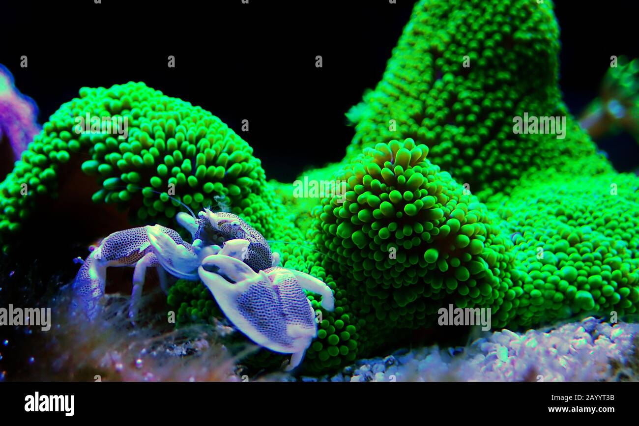 White Porcelain crab - Neopetrolisthes maculatus Stock Photo