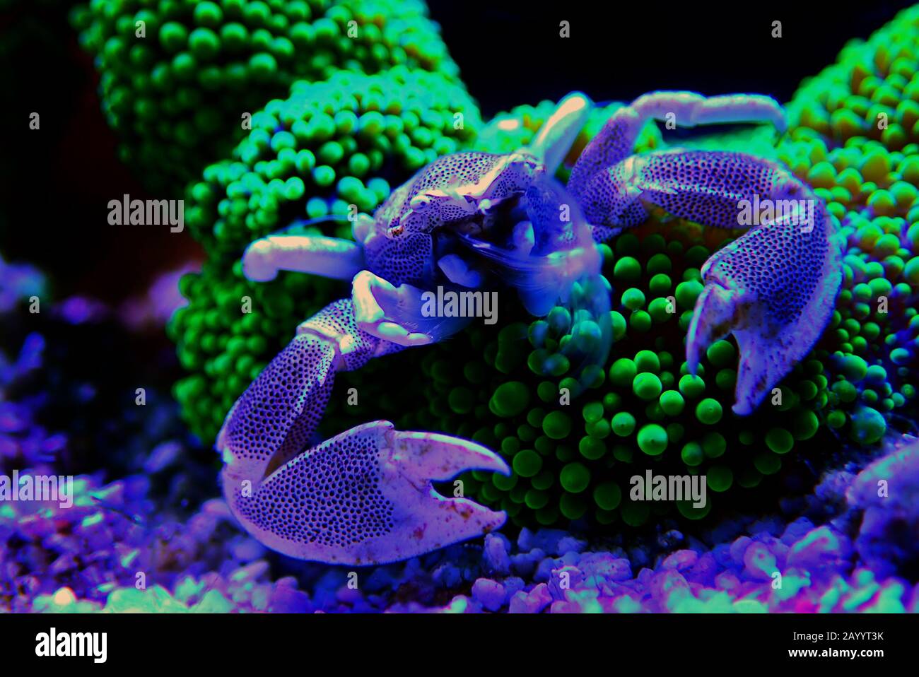 White Porcelain crab - Neopetrolisthes maculatus Stock Photo