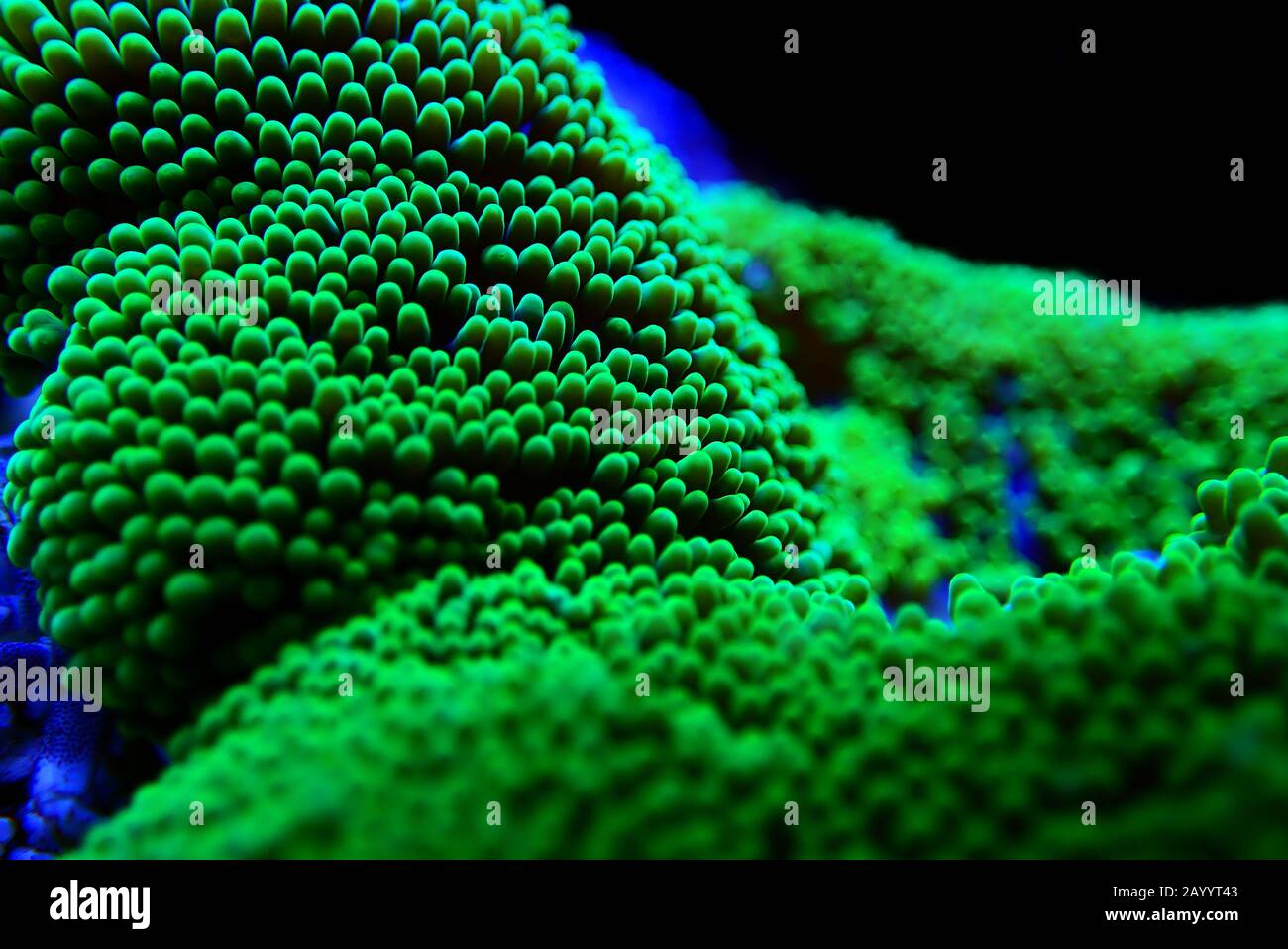 Green Carpet anemone Stichodactyla haddoni Stock Photo Alamy
