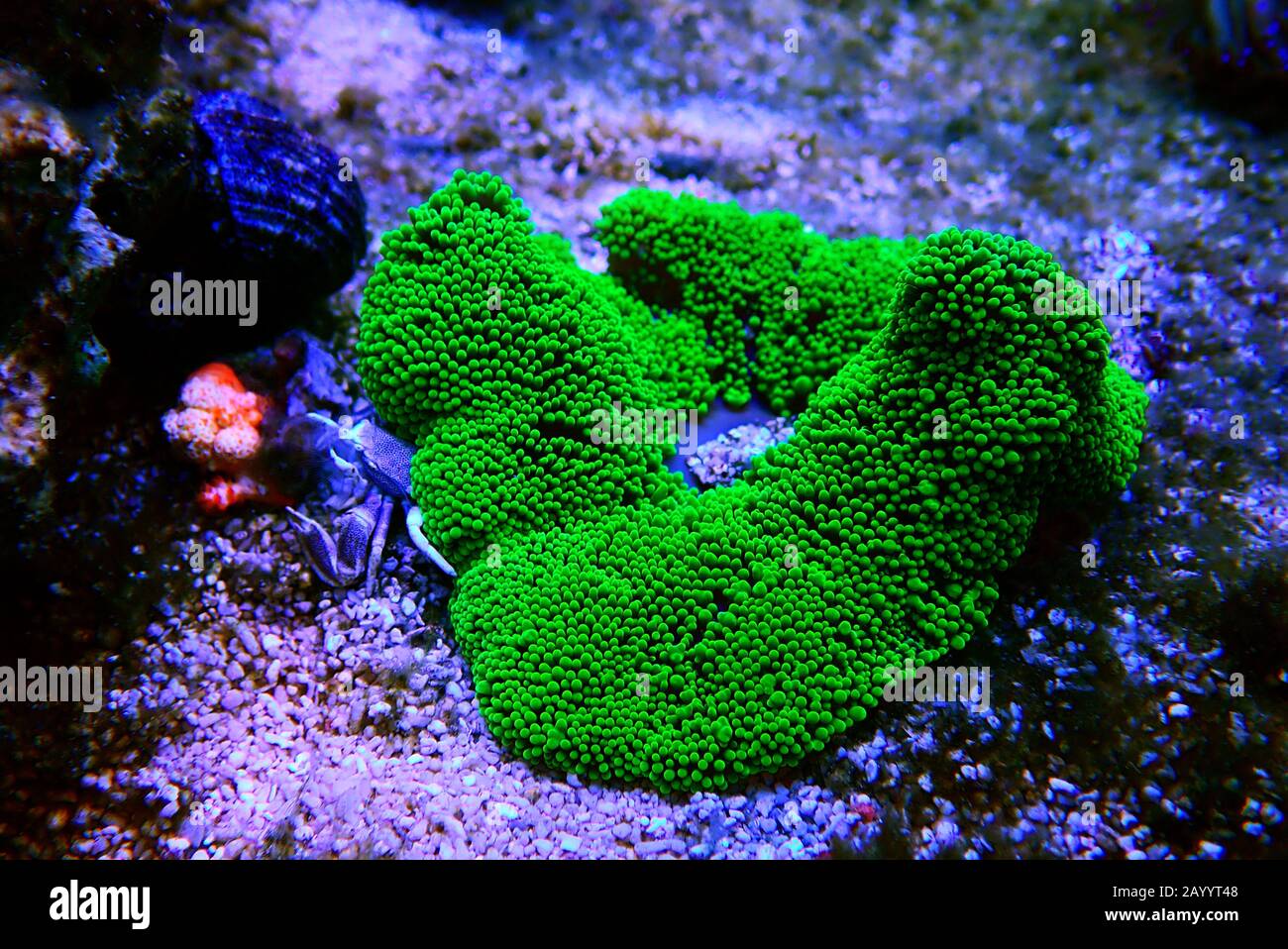 Green Carpet anemone Stichodactyla haddoni Stock Photo Alamy