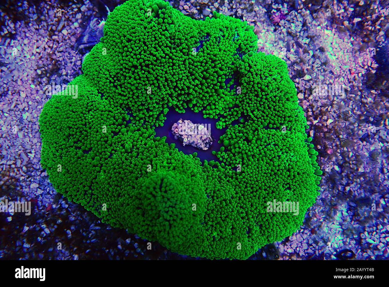 Green Carpet anemone Stichodactyla haddoni Stock Photo Alamy