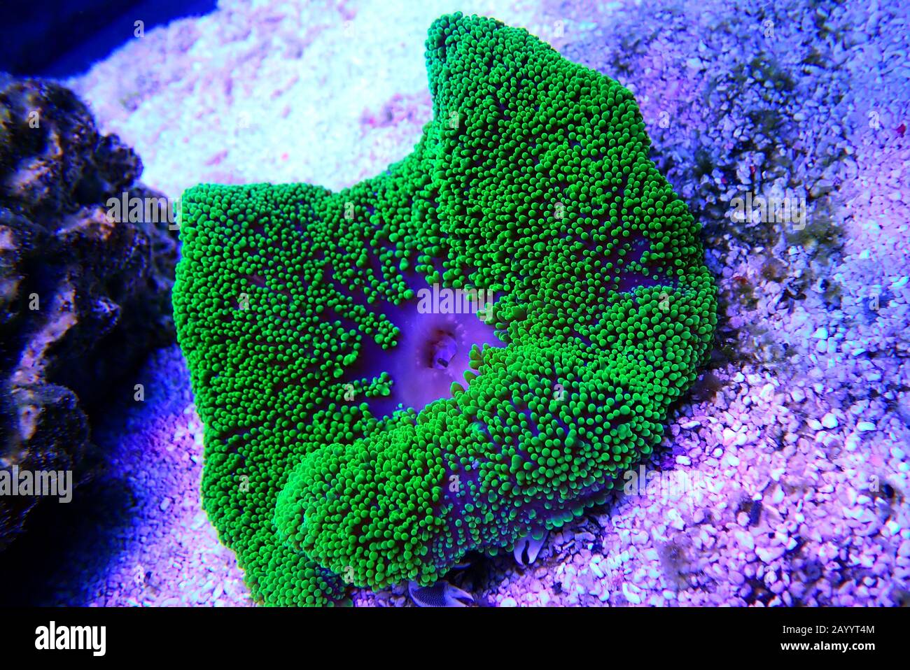 Green Carpet Anemone main image 1