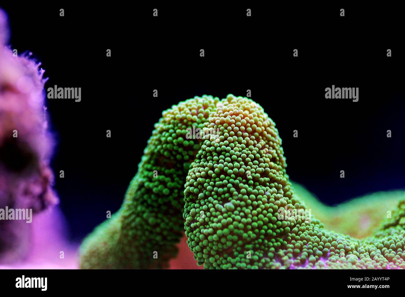 Green Carpet anemone Stichodactyla haddoni Stock Photo Alamy