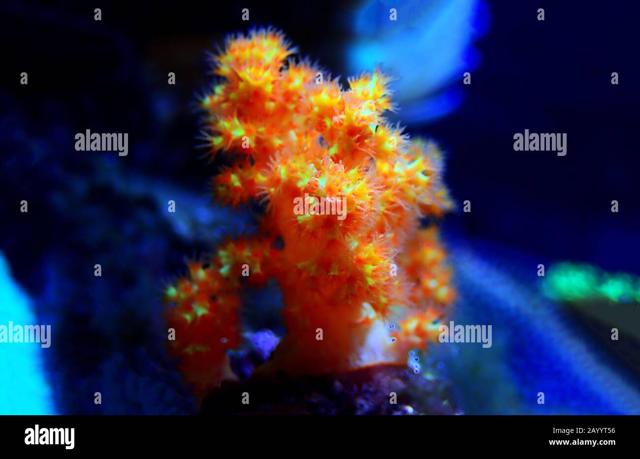 Orange soft Scleronephtya coral. - Dendronephtya sp. Stock Photo