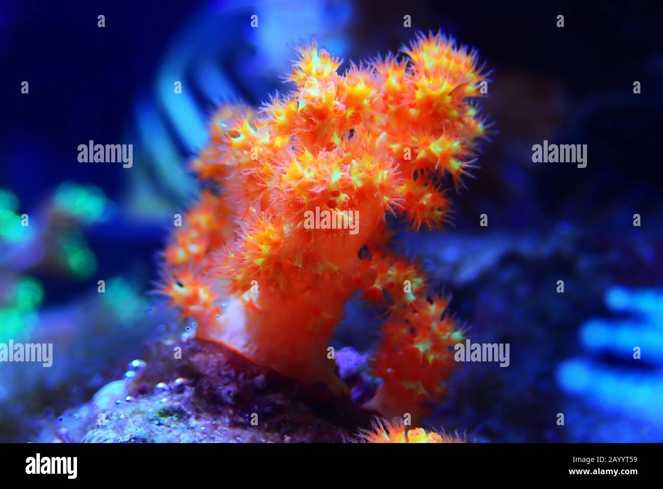 Orange soft Scleronephtya coral. - Dendronephtya sp. Stock Photo