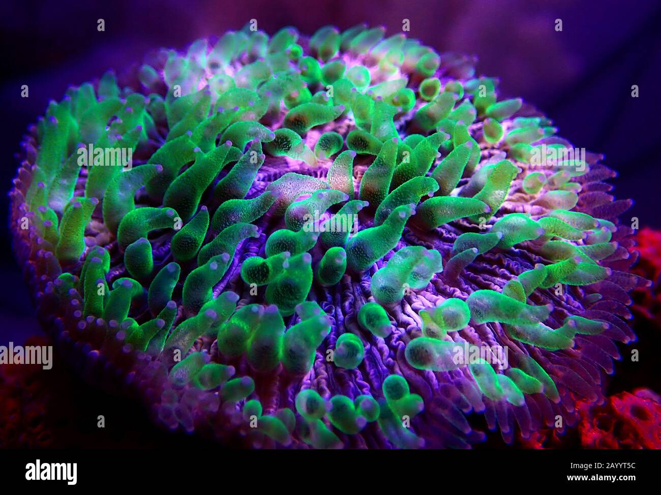 Green polyp plate coral - Fungia (Fungiidae) LPS coral Stock Photo
