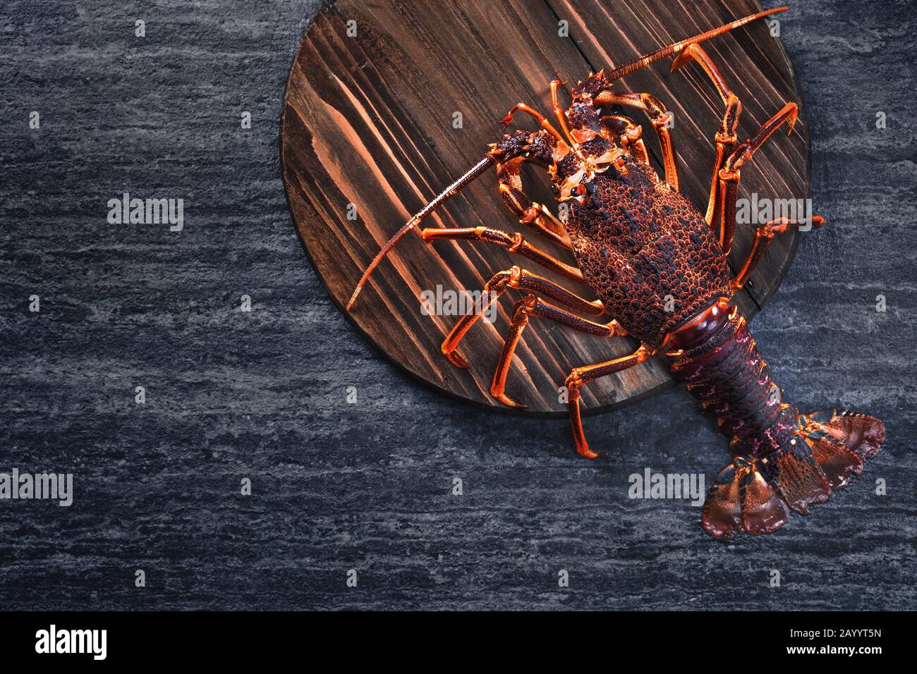 Raw fresh Cape rock lobster, West Coast rock lobster, Jasus lalandii on a dark slate background with cold ice cubes, top view, flat lay, overhead shot Stock Photo