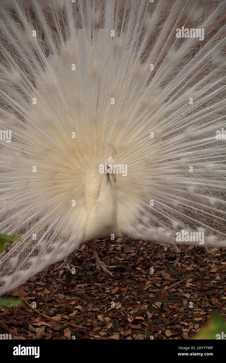 Rare White Peacock High Resolution Stock Photography And Images Alamy Rare White Peacock High Resolution Stock Photography And Images Alamy