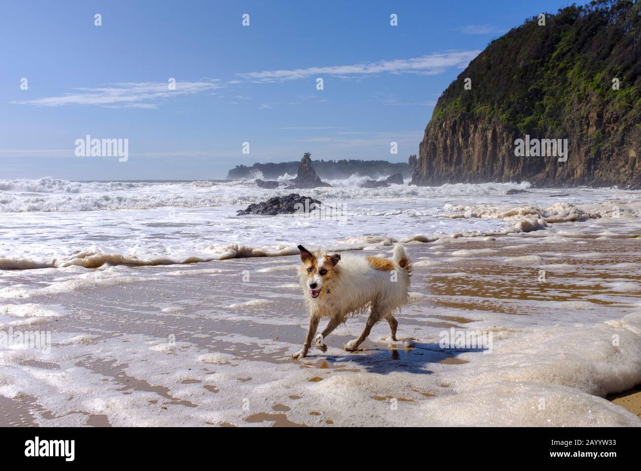 Can You Bring Dogs To Jones Beach
