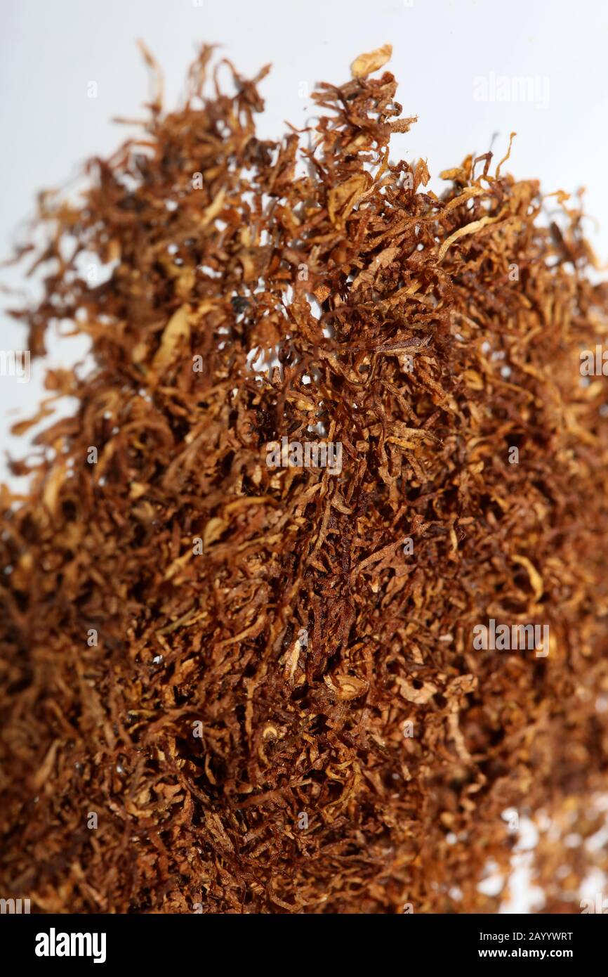 Rolling tobacco leaves macro background fifty megapixels Stock Photo