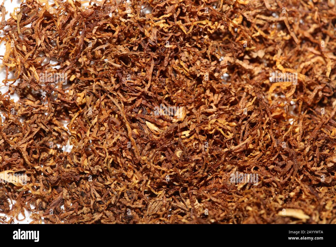 Rolling tobacco leaves macro background fifty megapixels Stock Photo