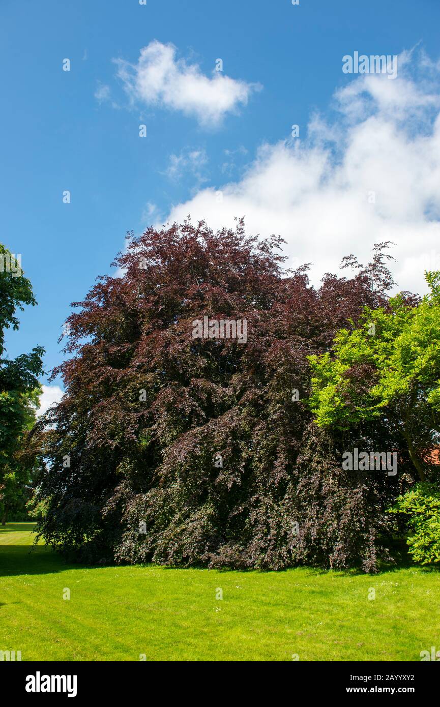 A Fagus sylvatica, the European Beech or Common Beech or Copper beech, is a deciduous tree belonging to the beech family Fagaceae photographed in Stol Stock Photo