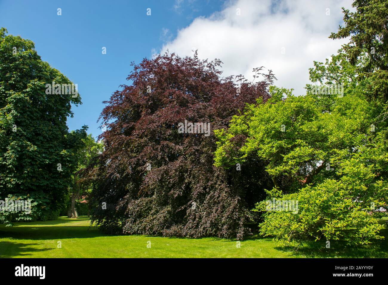 A Fagus sylvatica, the European Beech or Common Beech or Copper beech, is a deciduous tree belonging to the beech family Fagaceae photographed in Stol Stock Photo