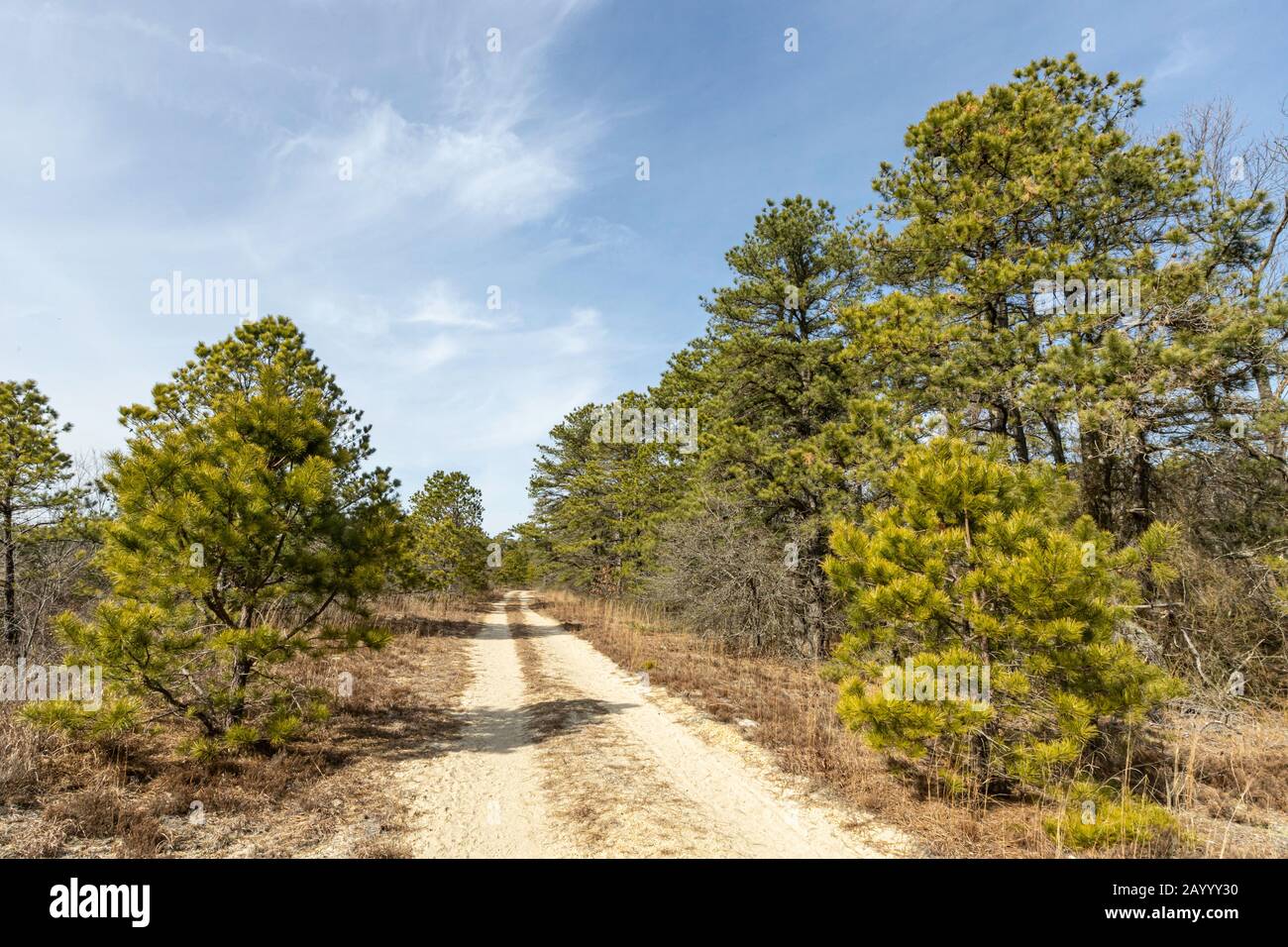 Sand road through the pine barrens, NJ Stock Photo