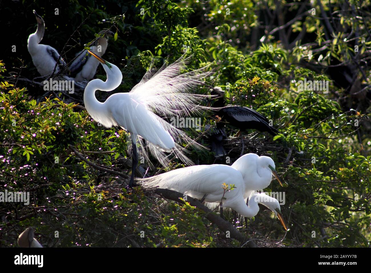 Snowy Egrets at the venice Rookery, Venice, Florida Stock Photo