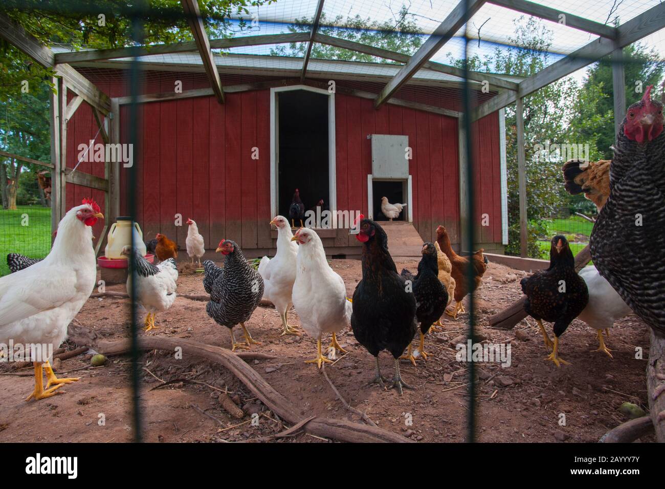 Chicken in a chicken coop on a farm in the Catskills near Windham in