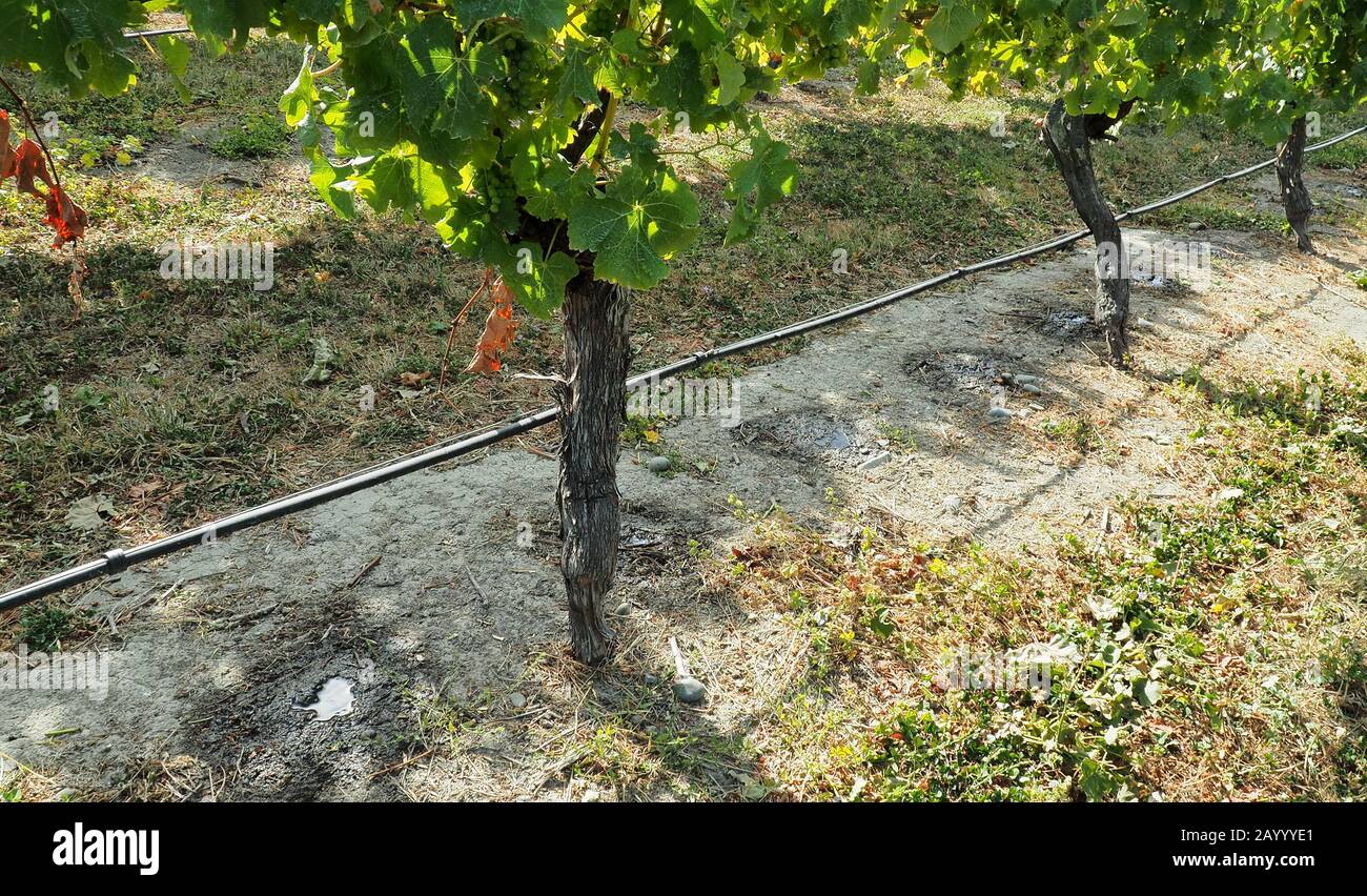 Grape vine drip irrigation in a dry summer Stock Photo