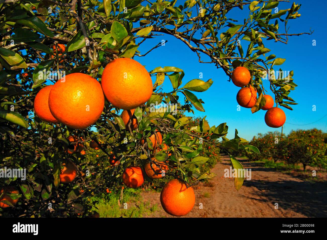 florida usa oranges Stock Photo Alamy