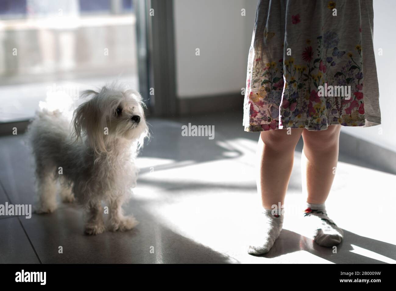 legs of a little girl with a dog Maltese At home near the window Stock Photo