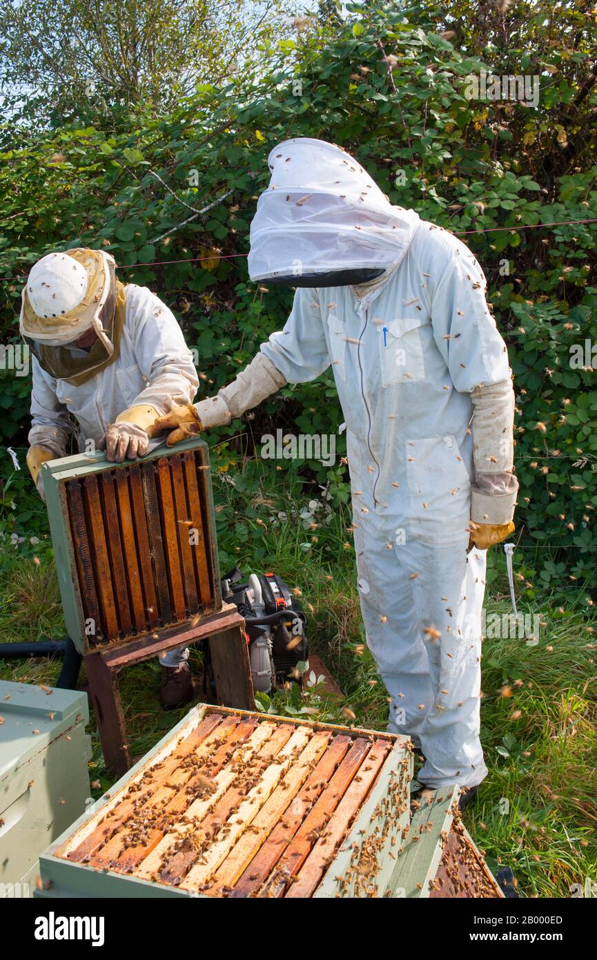 Beekeepers in protective suits blowing out bees to transport the frames