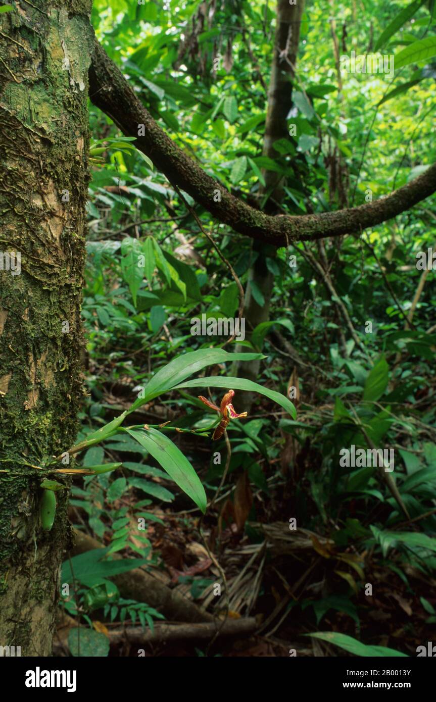 Marenco biological station costa rica hires stock photography and