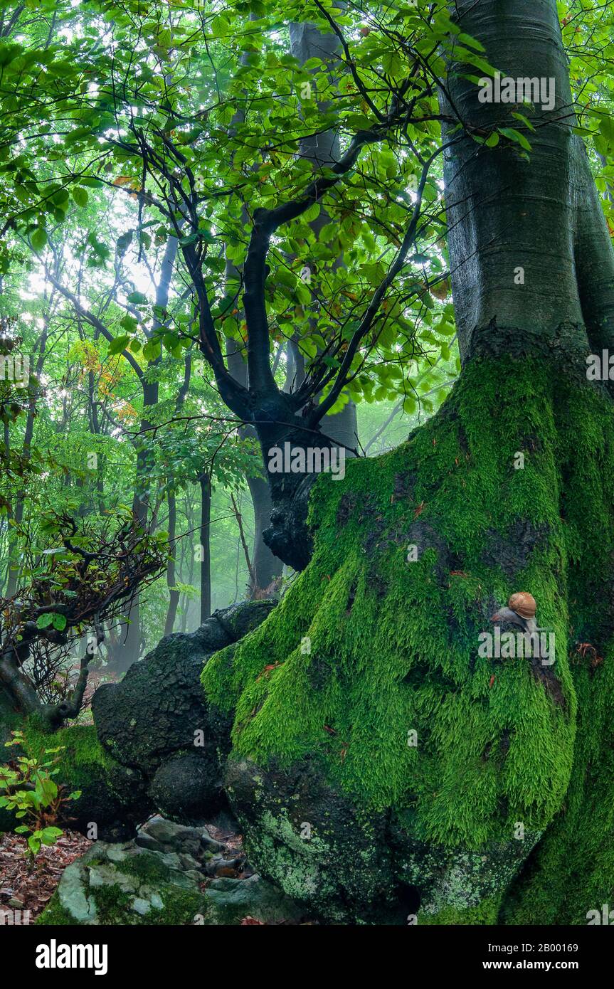 Slovenia moss covered tree hi-res stock photography and images - Alamy
