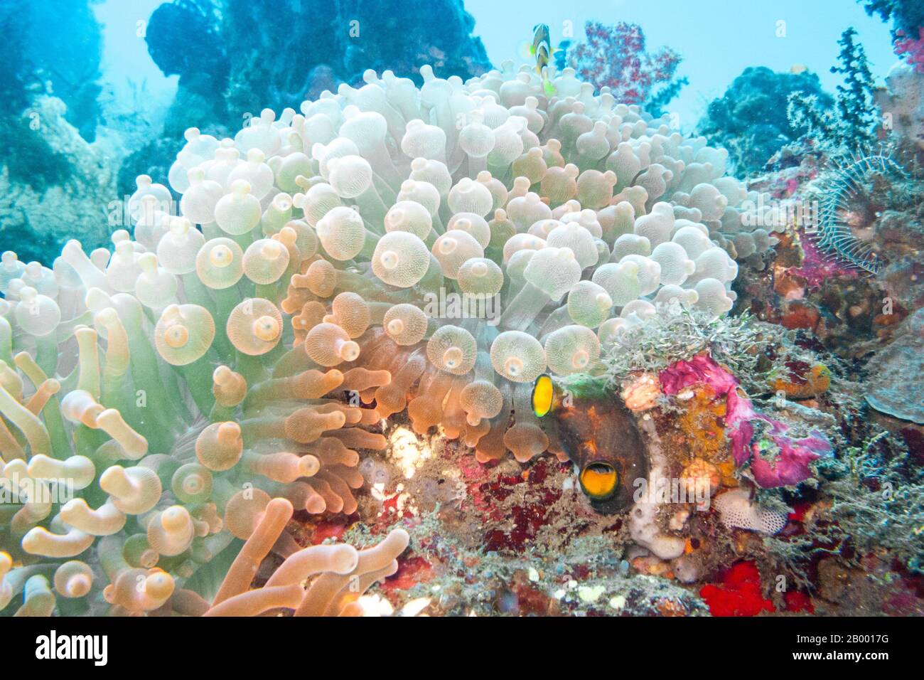 The bubble-tip anemone (Entacmaea quadricolor) is a species of sea anemone in the family Actiniidae. Photographed off the east coast of Bali. Stock Photo