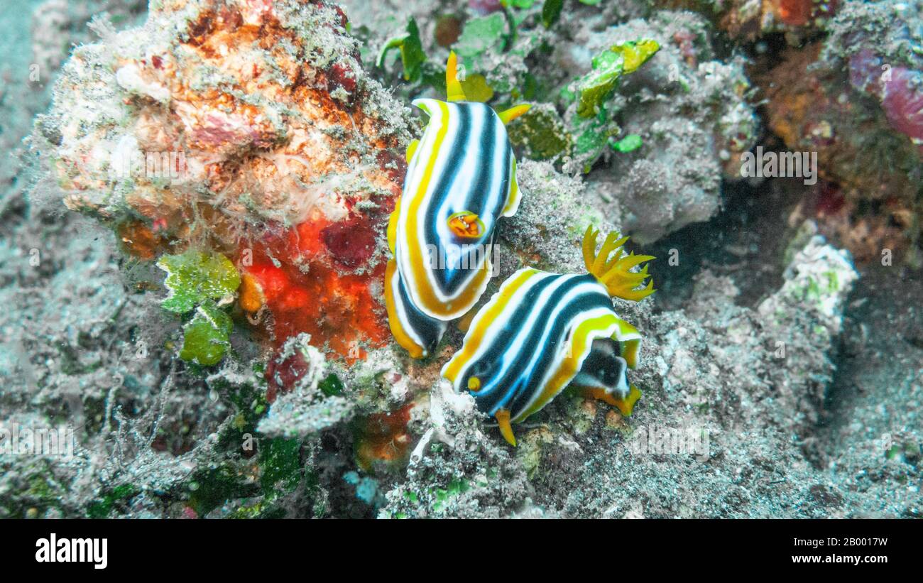 The Magnificent Chromodoris (Chromodoris magnifica) is a tropical species that belongs to the nudibranch family Chromodorididae. Stock Photo