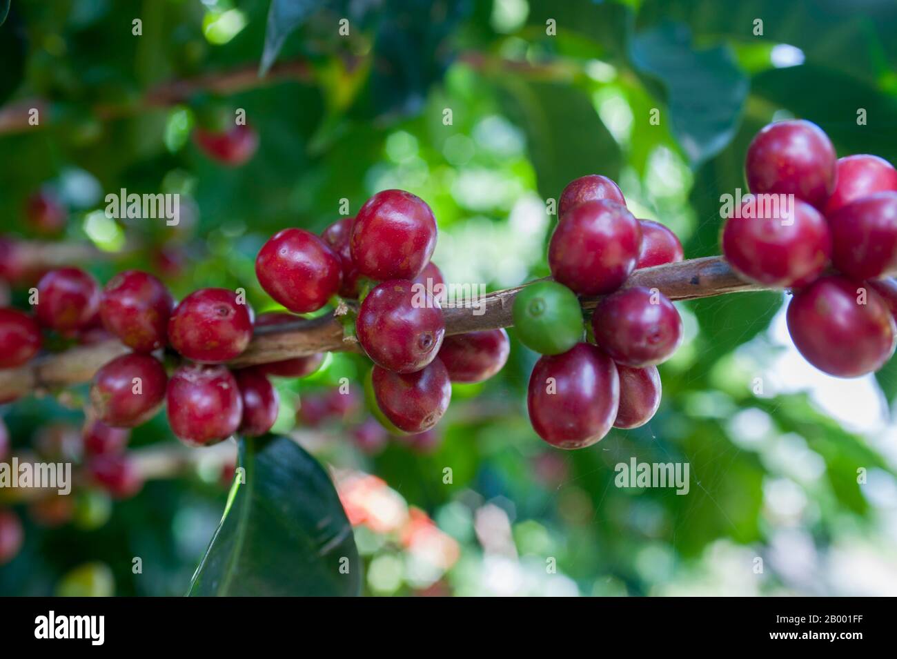 Red coffee fruits ripening on a bush at the Doka Estate coffee
