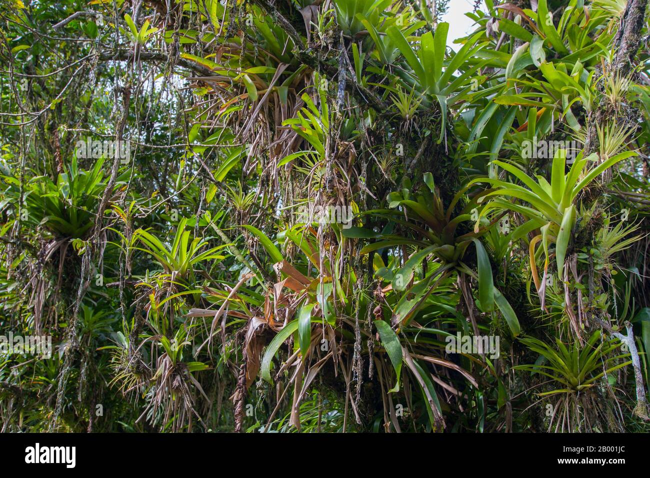 View of epiphytes from a canopy walkway in the rain forest at the Tirimbina Biological Reserve near Virgen de Sarapiqui in Costa Rica. Stock Photo