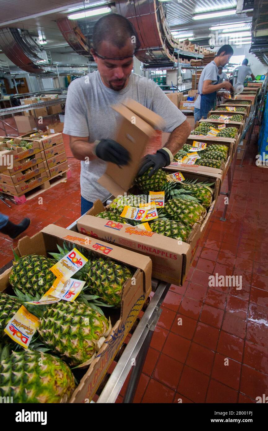 Workers packing pineapple at the Finca Corsicana farm near Virgen de Sarapiqui in Costa Rica, a pineapple farm owned by a Texas company, Collin Street Stock Photo