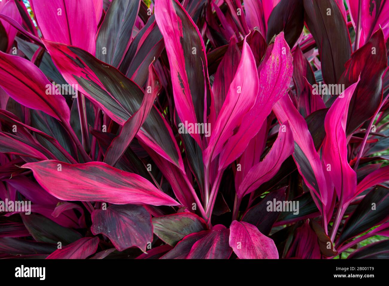 A Cordyline terminalis plant with magenta leaves in the rainforest near the Arenal Volcano in Costa Rica. Stock Photo