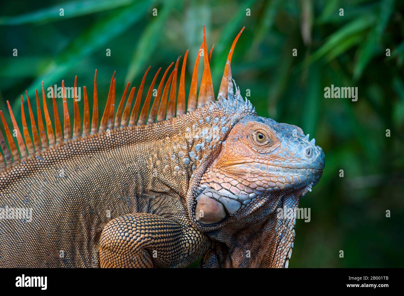 Portrait of a male Green iguana (Iguana iguana) with colorful breeding colors in the rainforest near the Arenal Volcano in Costa Rica. Stock Photo